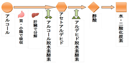 物質 酒 合わせ 抗生 飲み